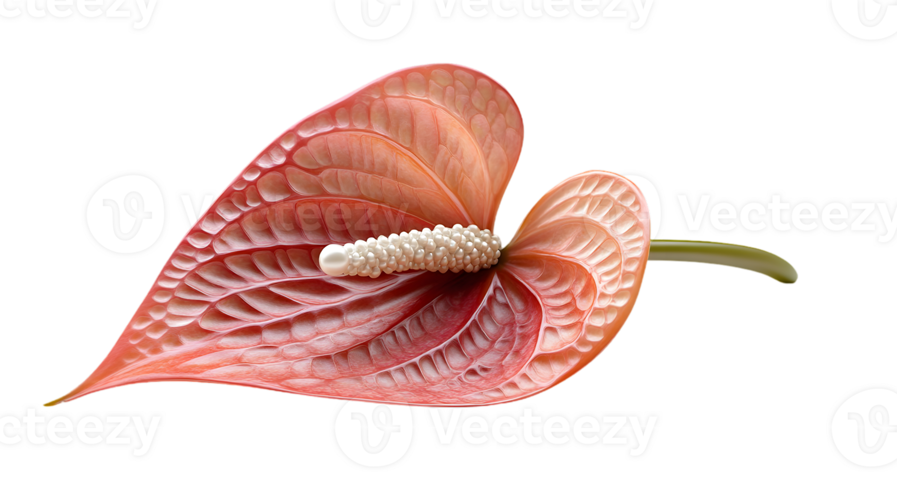 Elegant Pink Anthurium Flower with Detailed Texture and Isolated on Transparent Background in a Studio Shot png
