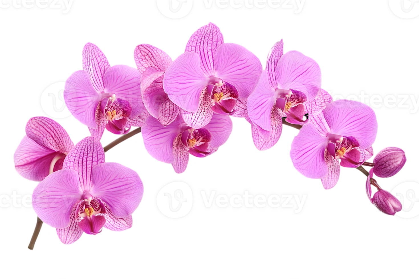 Elegant Pink Orchid Branch in Full Bloom Isolated on Transparent Background with Detailed Petal Pattern and Soft Lighting png