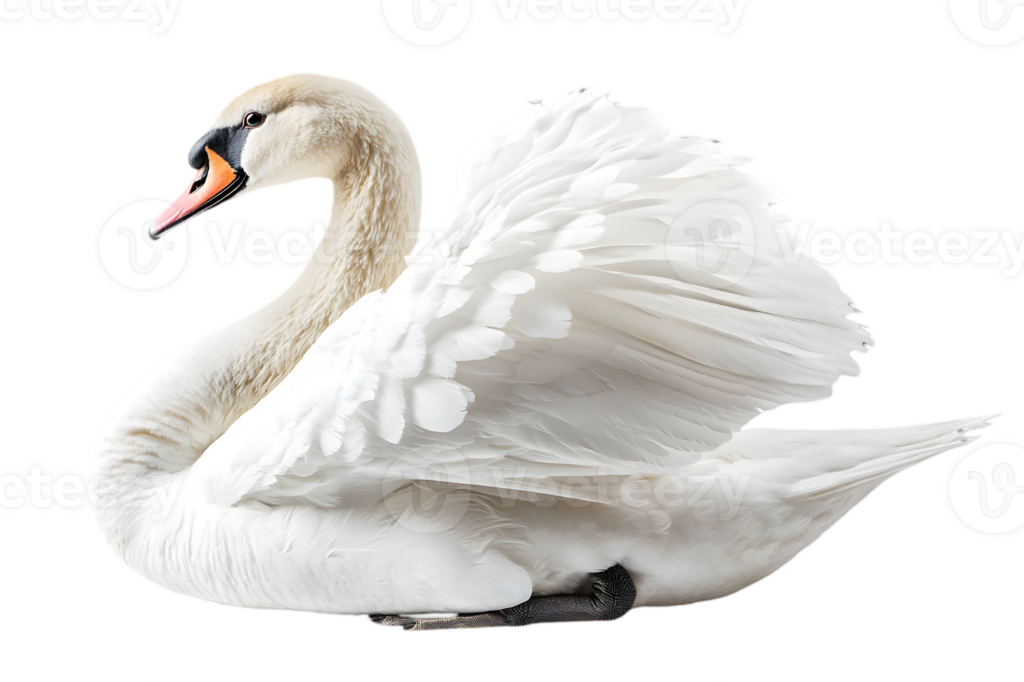 Elegant White Swan Close Up Portrait with Transparent Background Waterfowl Wildlife Beautiful Plumage Aquatic Bird png