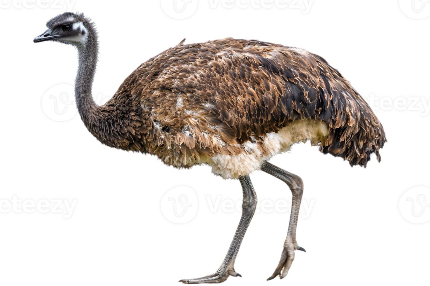 Emu Chick with Fluffy Brown Feathers Standing On Transparent Background in Natural Light png