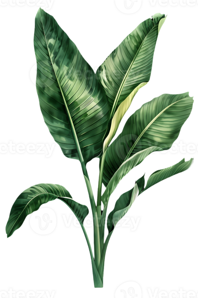 Exotic Green Banana Leaf Illustration on Transparent Background Botanical Artwork of Fresh Tropical Foliage and Lush Flora png
