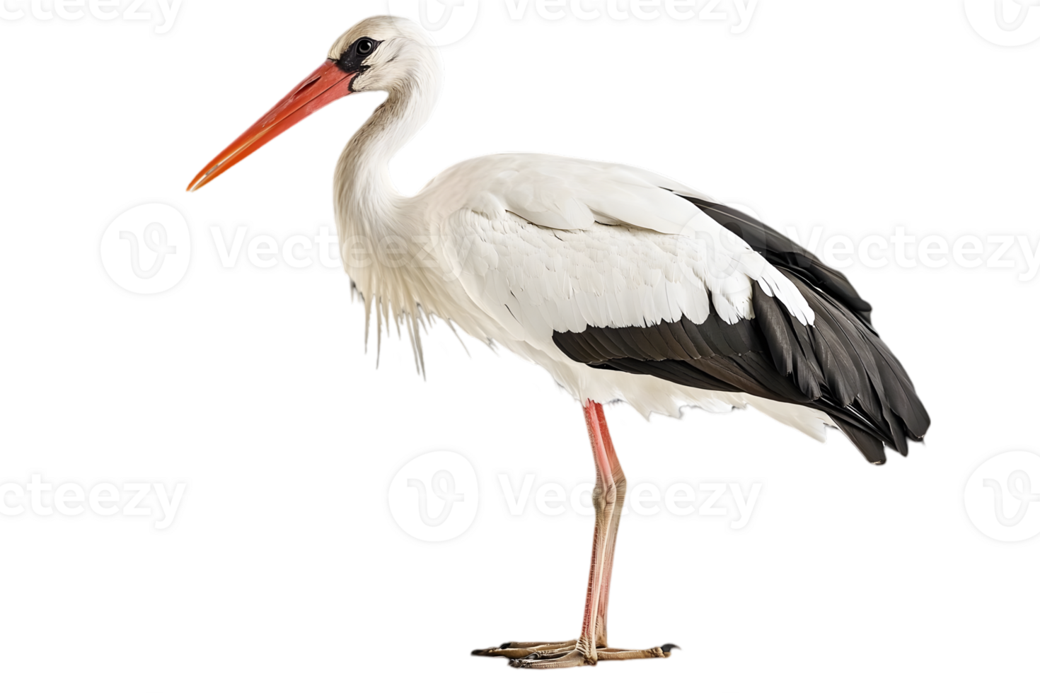 Elegant White Stork with Black Wingtips and Long Orange Beak Standing Tall on Transparent Background png