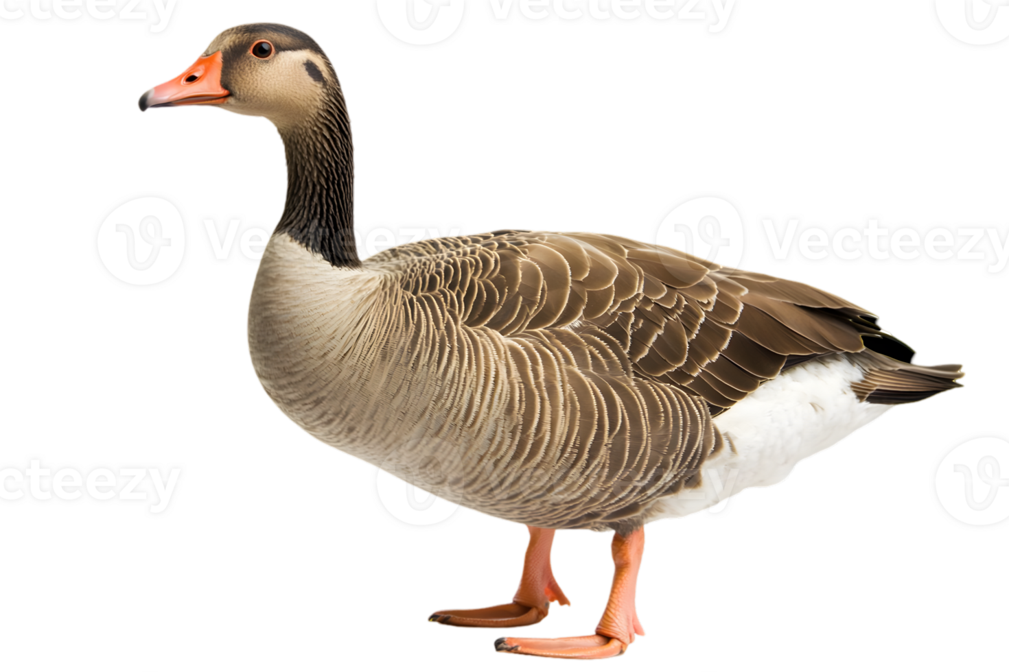 Elegant Goose with Detailed Gray and Brown Plumage Standing Tall Isolated on Transparent Background Revealing Graceful Waterfowl Wildlife png