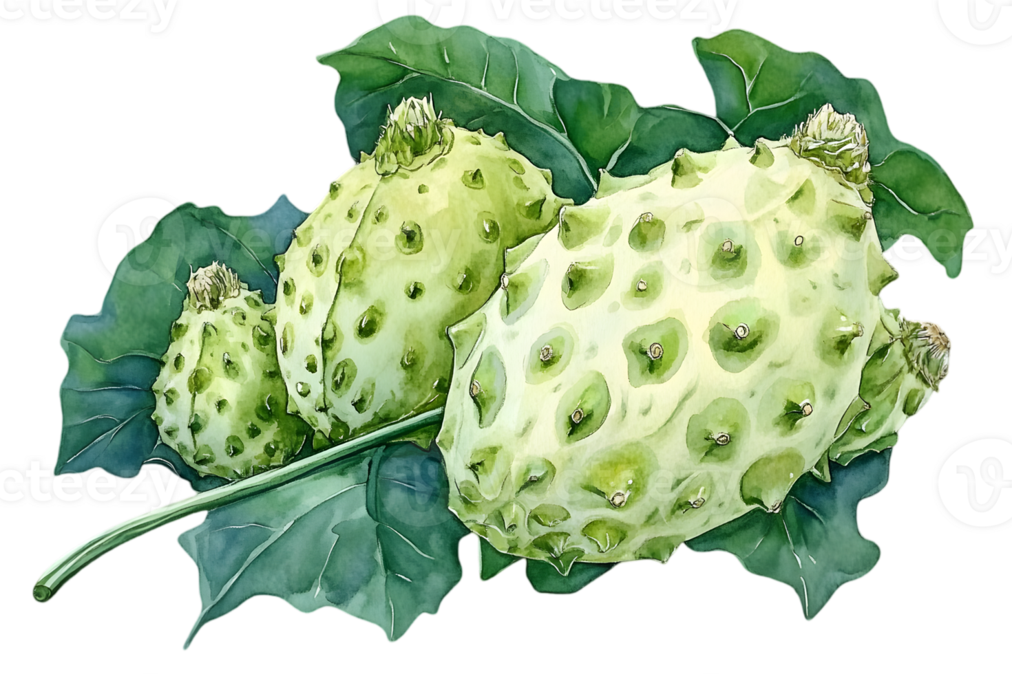 Fresh Kiwano Horned Melons with Green Leaves Watercolor Illustration with Transparent Background png