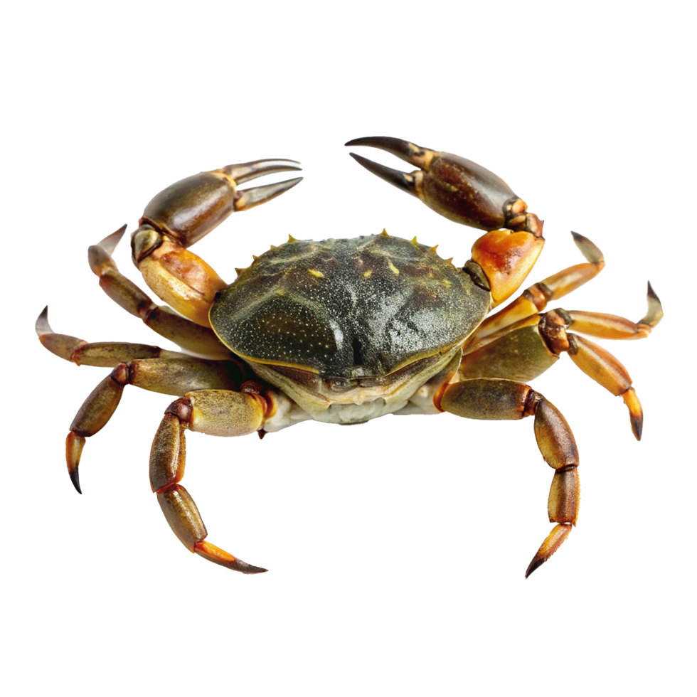 A CloseUp View of a Large Green Crab with Orange Claws png