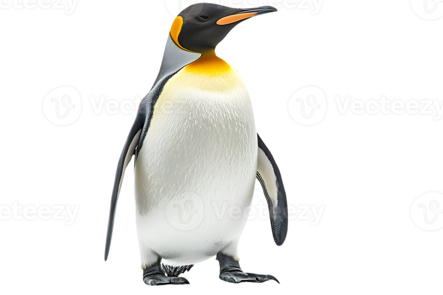 Elegant King Penguin Standing Tall with Yellow Collar Feathers on Transparent Background Wildlife Photography in Studio Lighting png