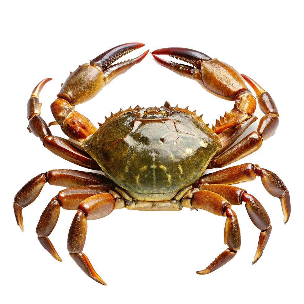 A Large Brown Crab with Powerful Claws and a Shiny Carapace png