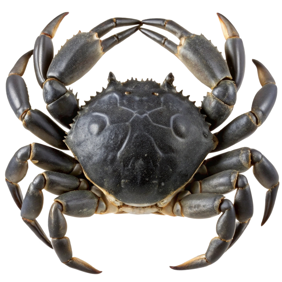 A Detailed CloseUp View of a Large DarkColored Crab with Powerful Claws png