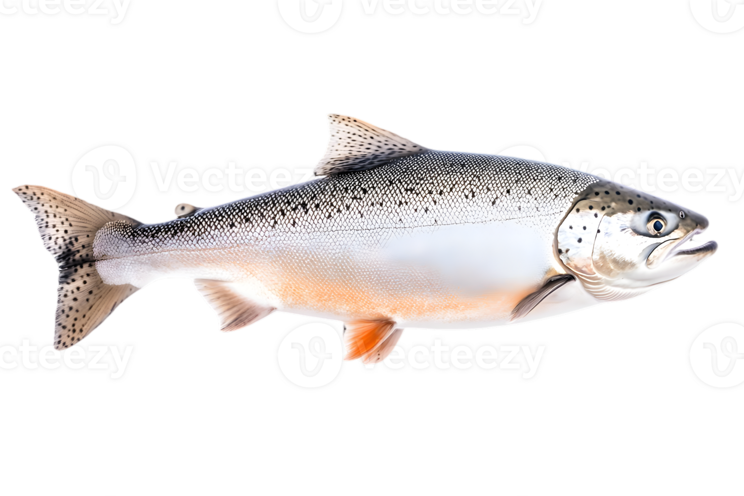 Fresh Raw Salmon with Silver Scales and Orange Fins on Transparent Background in Studio Lighting png