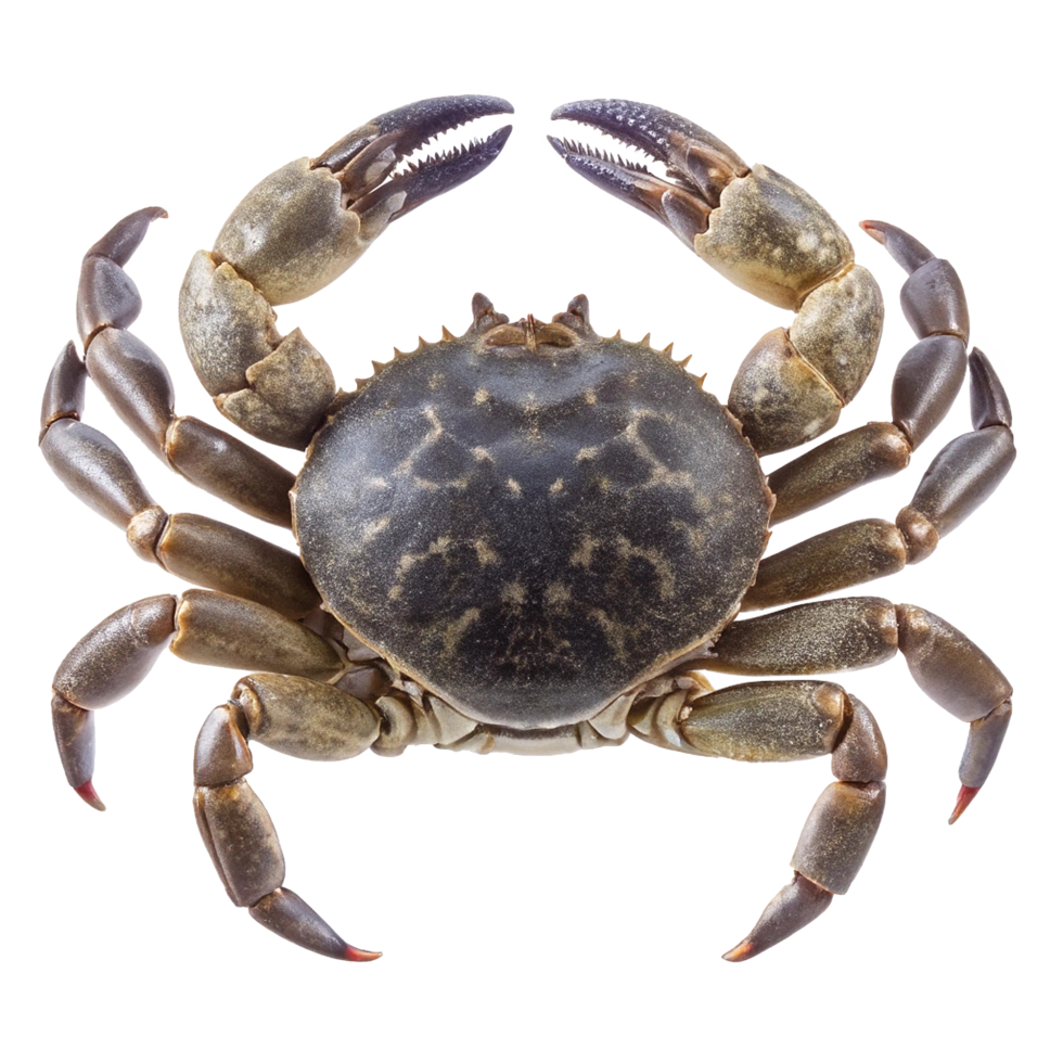 A Detailed CloseUp View of a Single Crab Specimen Isolated on White Background png