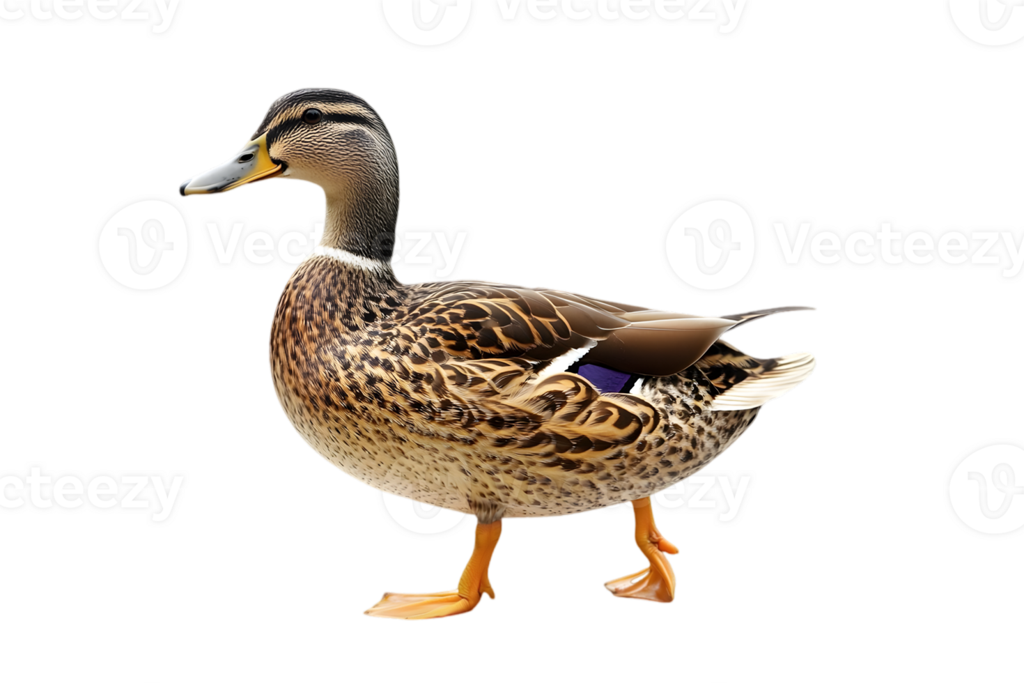 Full Body Profile of a Brown Plumaged Duck Walking with Orange Feet on a Black Transparent Background Wildlife Theme png