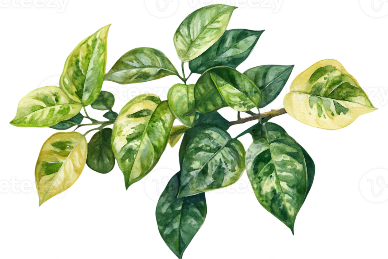 Green and Yellow Variegated Leaves on Branch Watercolor Illustration with Transparent Background Botanical Art png