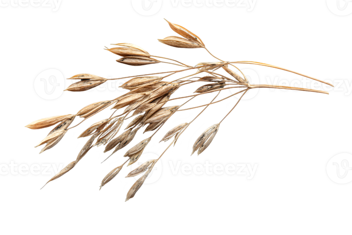 Golden Wheat Stalks on Transparent Background Detailed Close Up of Harvested Grain Food Source png