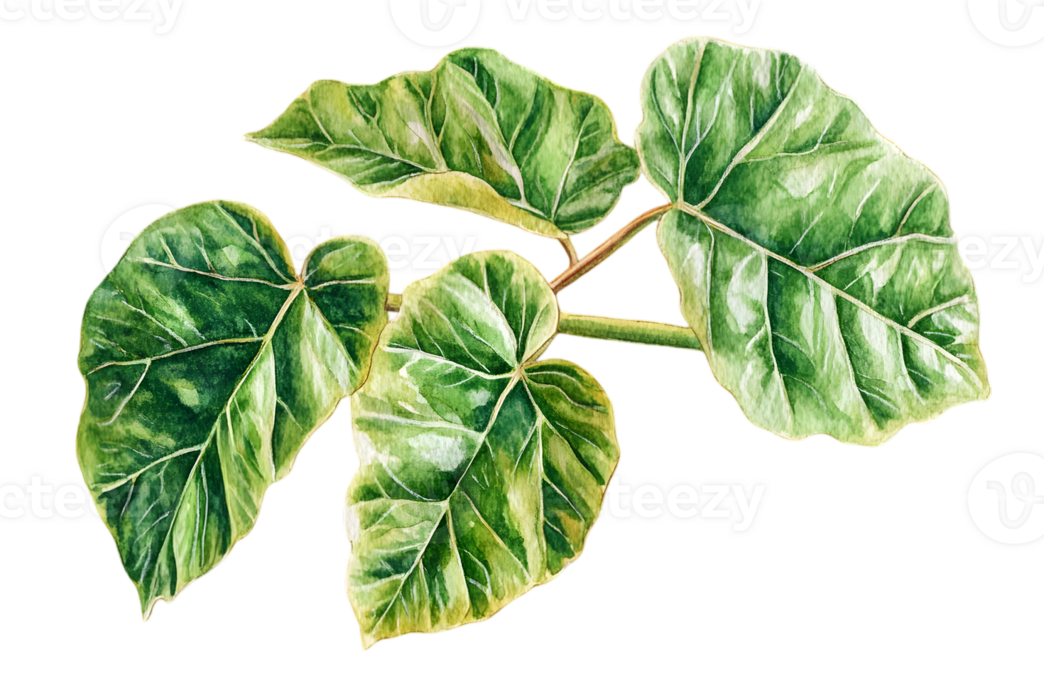 Green Leafy Plant Watercolor Illustration on Transparent Background in Botanical Style Detailed Depiction Of Lush Foliage png