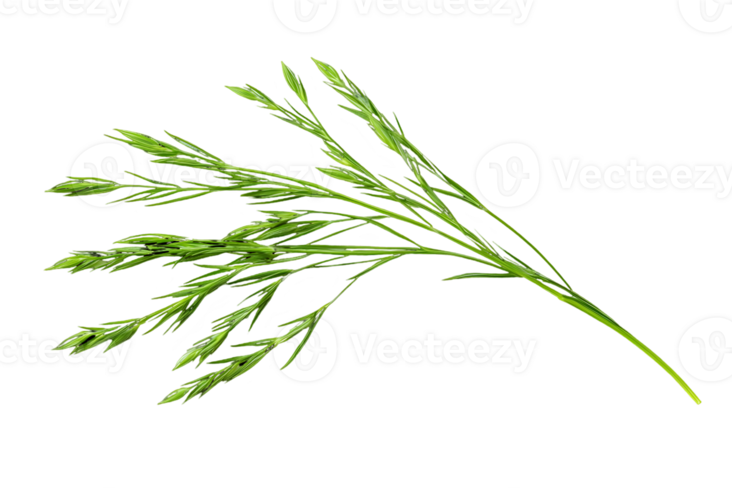 Green Blades of Grass Isolated Against Black Backdrop Lush Green Grass Blades Close Up Botanical Flora Detailed Decoration on a Transparent Background png