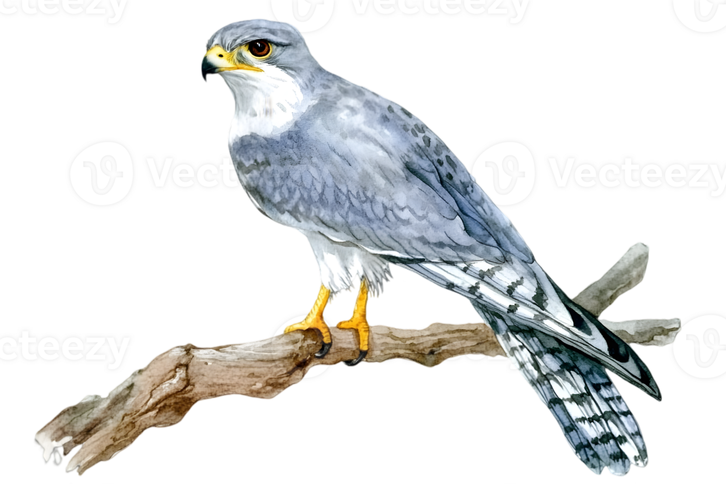 Grey Falcon Perched on Brown Branch Isolated on Black Background Detailed Feather Illustration Wildlife Bird Predator with Yellow Eyes png