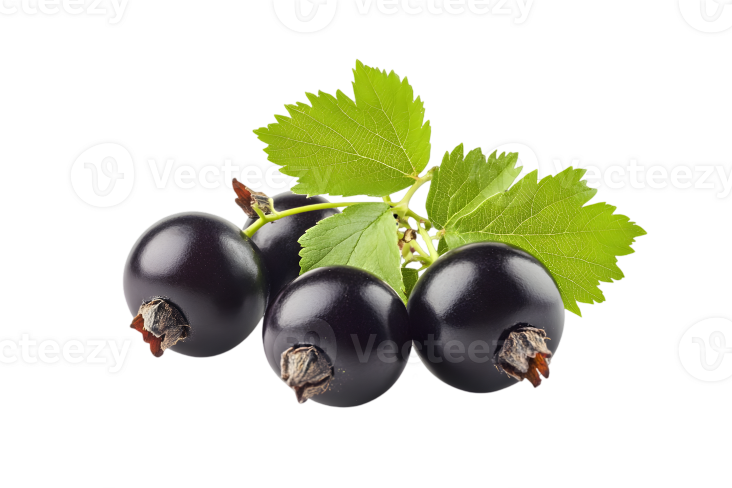 Heap of Ripe Black Currants with Green Leaves in Detailed Studio Shot with Transparent Background png