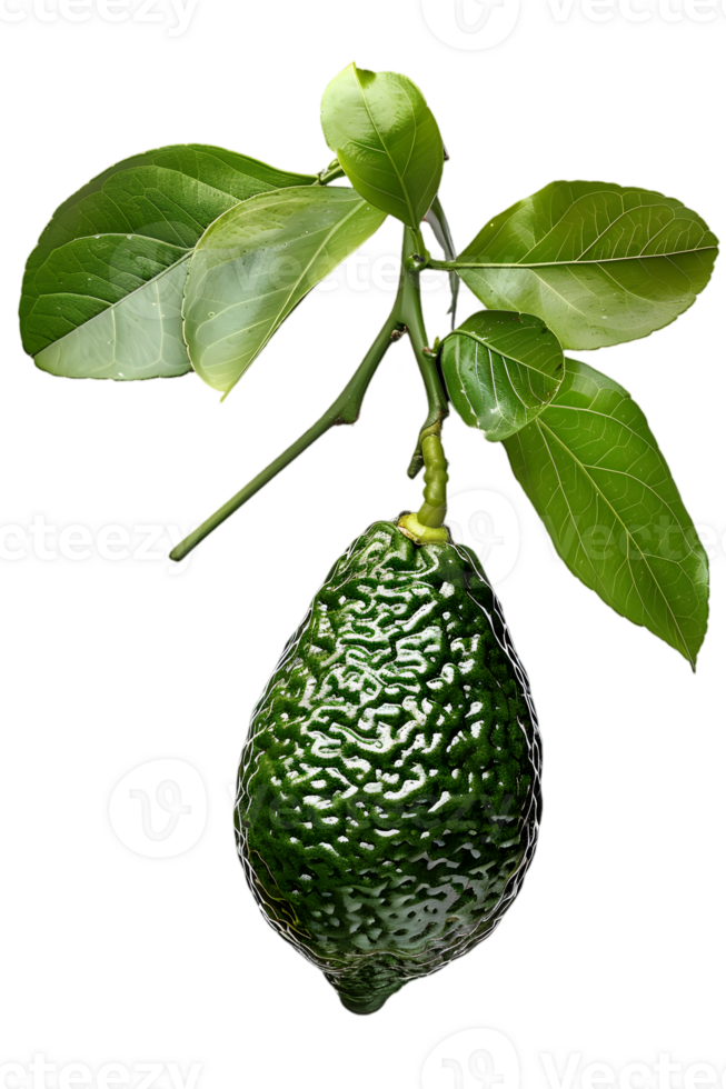 Isolated Avocado on Transparent Background Showing Detail of Textured Green Skin Attached to a Branch with Lush Green Leaves Under Studio Lighting png