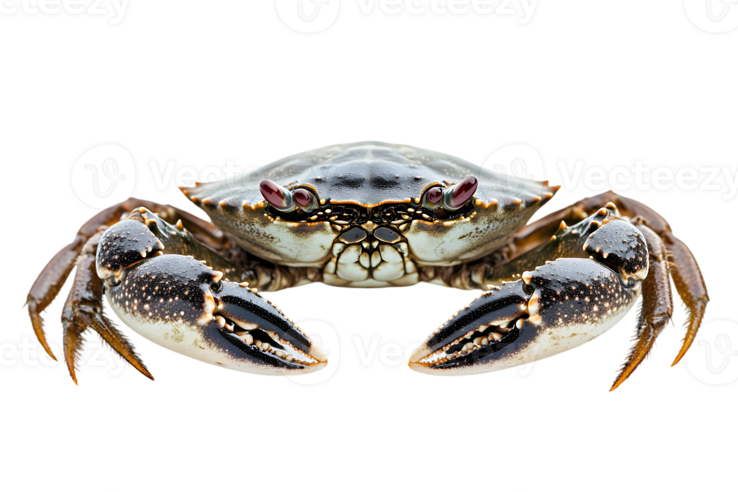 Isolated Brown Crab with Black Claws and White Spots on Transparent Background Close Up Arthropod Studio Shot png