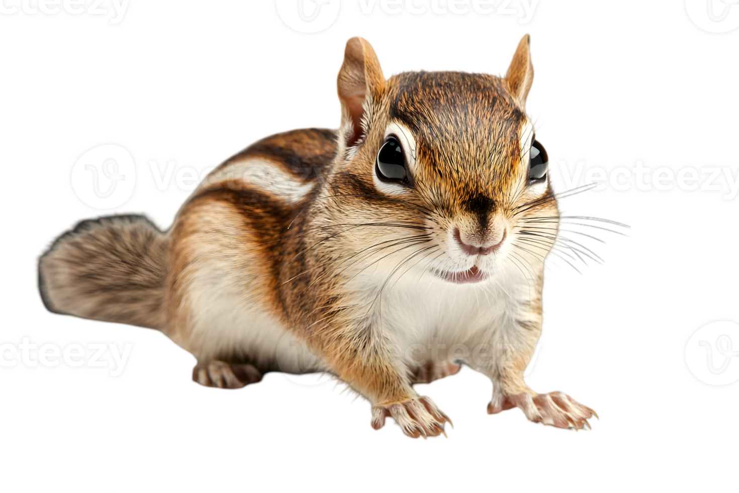 Isolated Chipmunk with Striped Fur Standing on Black Background png