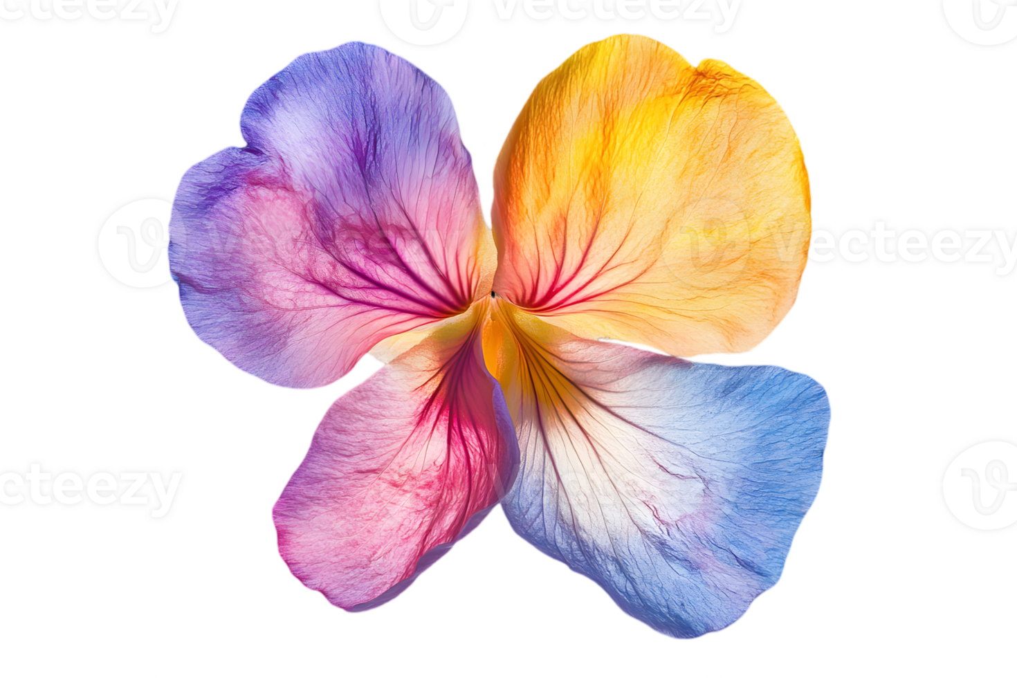 Isolated Close Up of Multicolor Petals Floral on Transparent Background for Graphic Design Element or Decorative Natural and Delicate Petal Pattern png