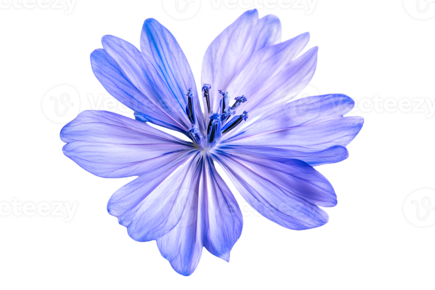 Isolated Common Chicory Flower with Blue Violet Petals on Transparent Background Showing Details of Flora a Botanical Artwork png