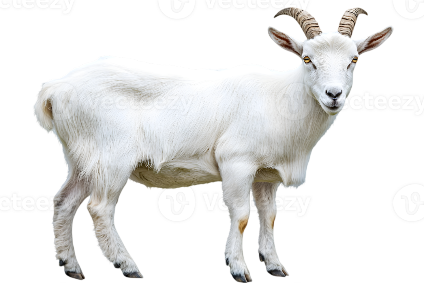 Isolated Full Body Portrait of a White Mountain Goat with Horns on Transparent Background png