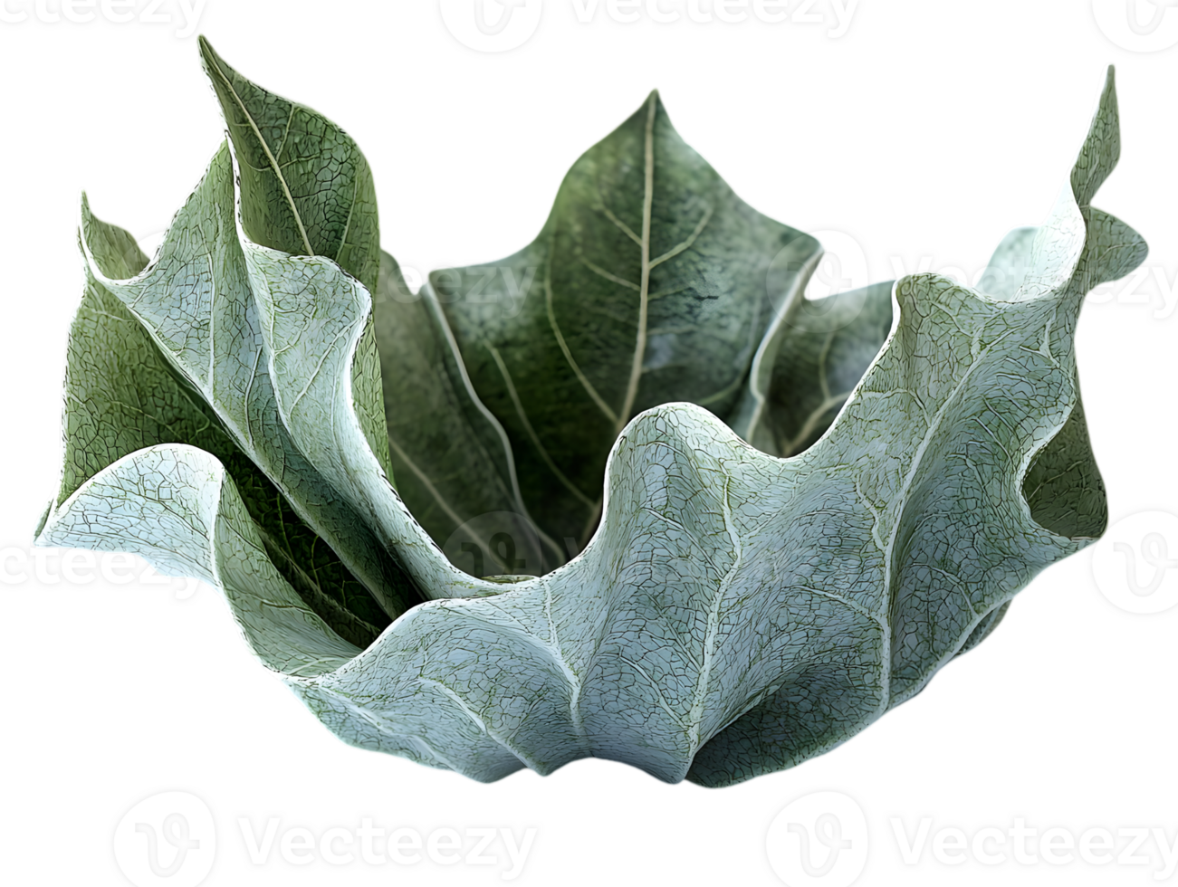 Isolated Green Leaves Forming Abstract Shape on Transparent Background in Detailed Macro Close Up Showing Veins Fibers and Organic Texture png