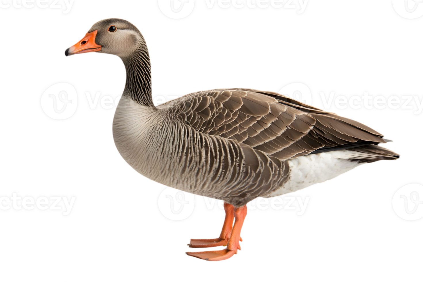 Isolated Greylag Goose with Gray Feathers and Orange Beak Standing on Transparent Background in a Side View Close Up Portrait png