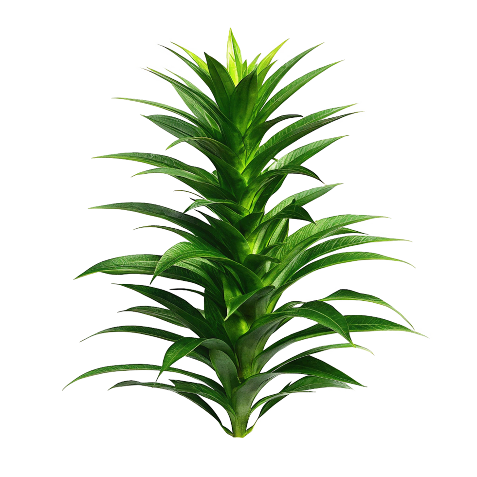 Green Dracaena Marginata Plant with Lush Foliage, Isolated on White Background, Showing Detailed Texture and Sharp Leaves png