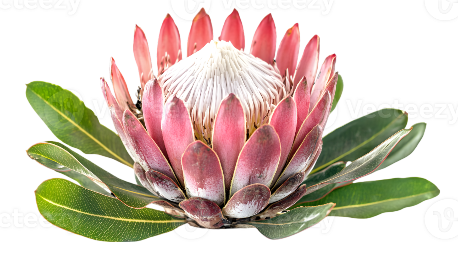 Isolated King Protea Flower with Pink Petals and Green Leaves on Transparent Background in Detailed Close up Studio Shot png