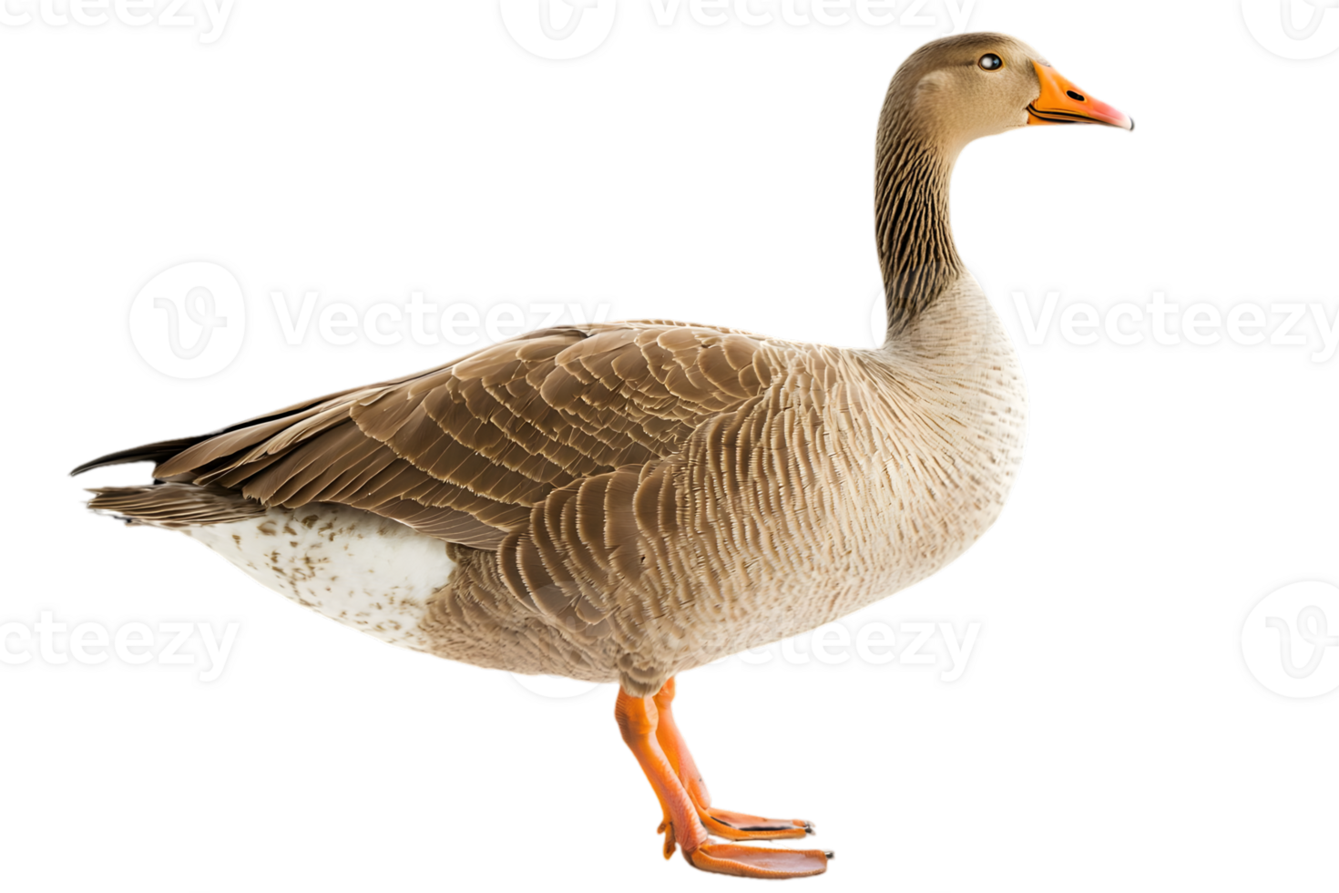 Isolated Goose with Gray Feathers and Orange Beak Standing on a Transparent Background in Natural Lighting Side View Close Up png