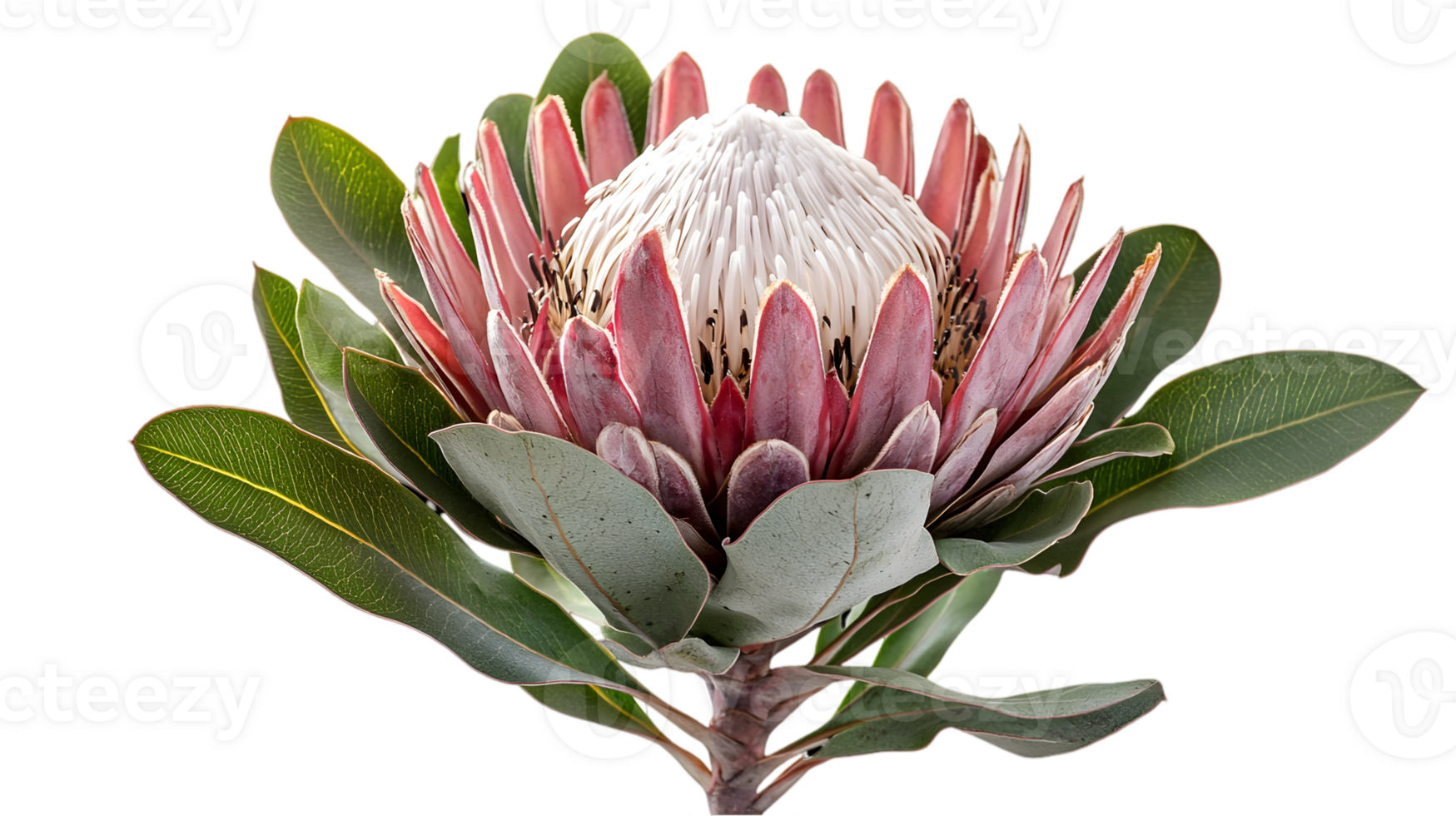 Isolated King Protea Flower with Transparent Background in Detailed Shot with Soft Lighting on Black Backdrop png