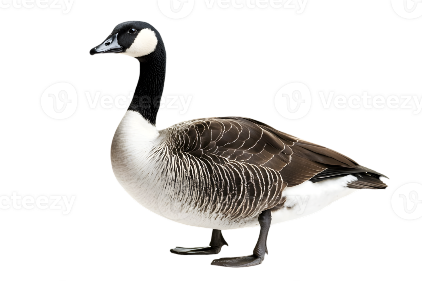Isolated Goose With Black Neck and White Body Feathers on Transparent Background Standing With Studio Lighting In Wildlife Animal Theme png