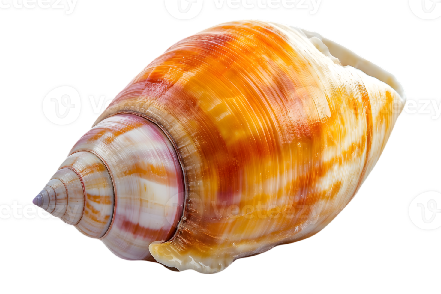 Isolated Orange and White Striped Seashell with Spiral Pattern on Transparent Background png