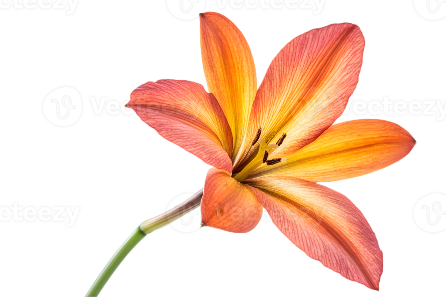 Isolated Orange and Yellow Flower Blossom with Transparent Background in Studio Shot png
