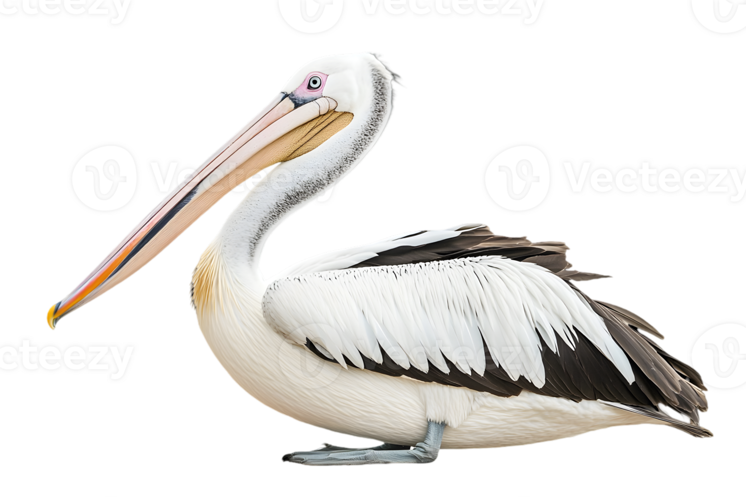 Isolated Pelican with White Plumage and a Long Beak Standing in Profile on a Transparent Background Detailed Feather Texture png