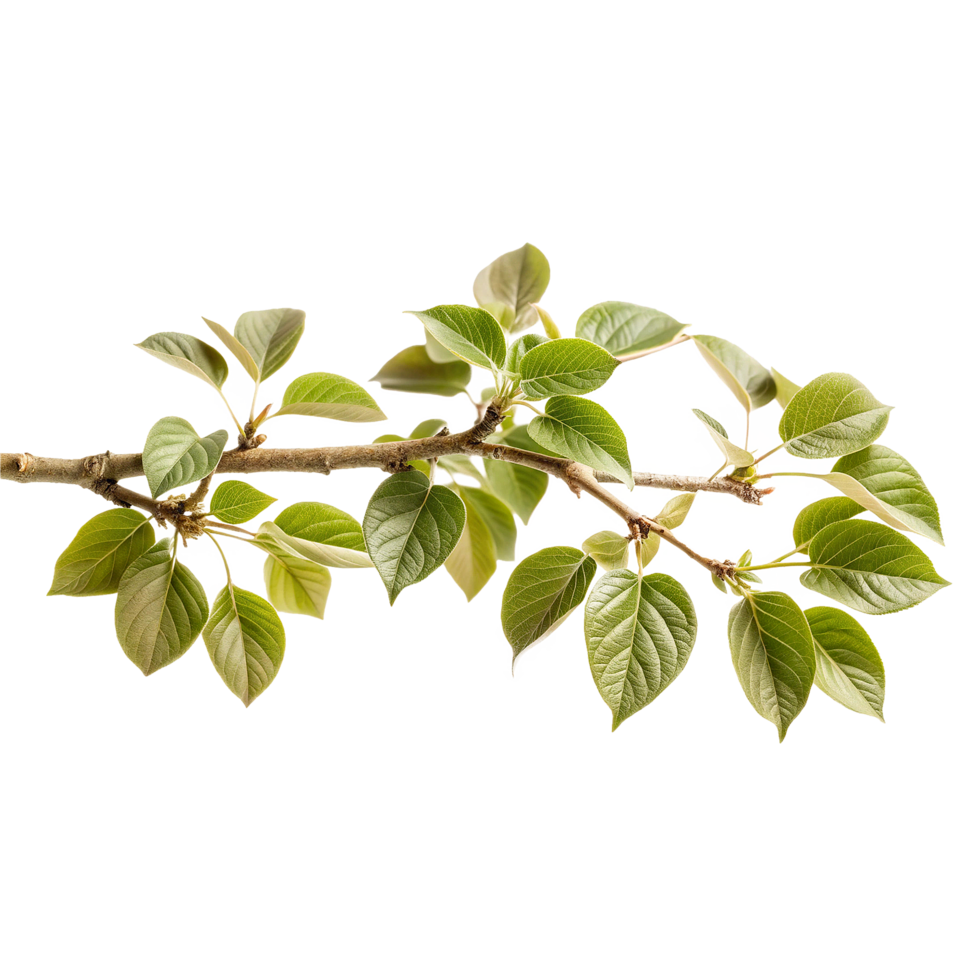A Delicate Branch with Vibrant Green Leaves Isolated on White Background Showing Springtime Growth and Renewal png