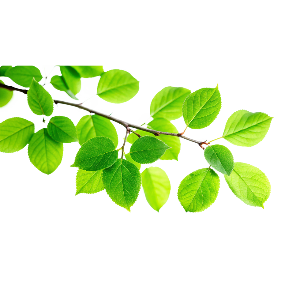 Vibrant Green Leaves on a Branch in Springtime Sunlight png