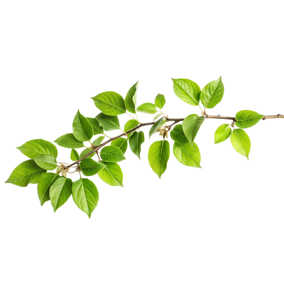 Vibrant Green Branch with Lush Leaves and Tiny Buds in Springtime png
