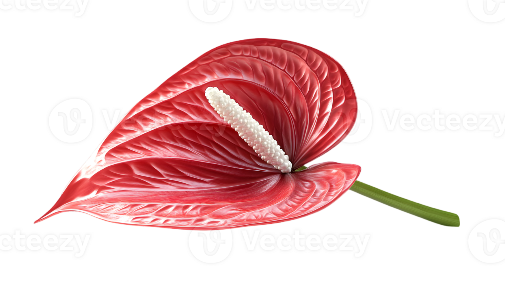 Isolated Red Anthurium Flower with White Spadix and Green Stem on Transparent Background png
