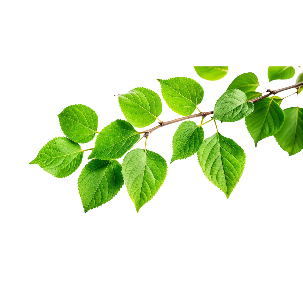 Vibrant Green Branch with Lush, Fresh Leaves Displaying Natural Beauty png