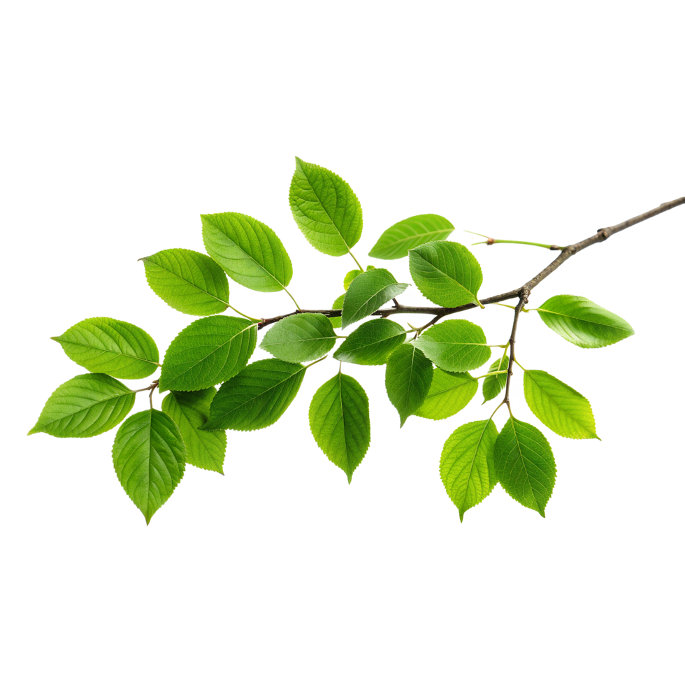 Vibrant Green Branch with Lush Leaves Against a Soft Background png