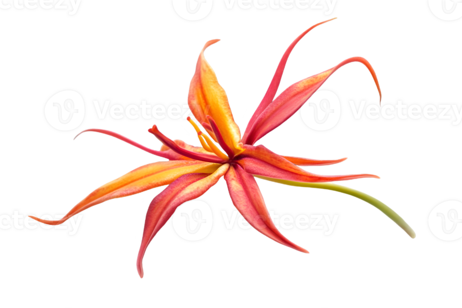 Isolated Vivid Orange and Red Exotic Flower with Transparent Background in Digital Style Art png