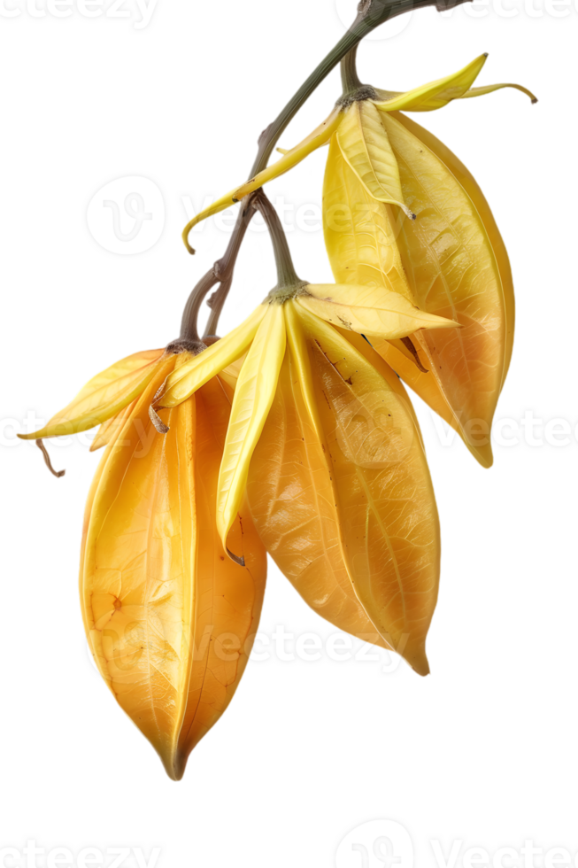 Isolated Yellow Starfruit Hanging on a Twig with Transparent Background for Creative Projects png