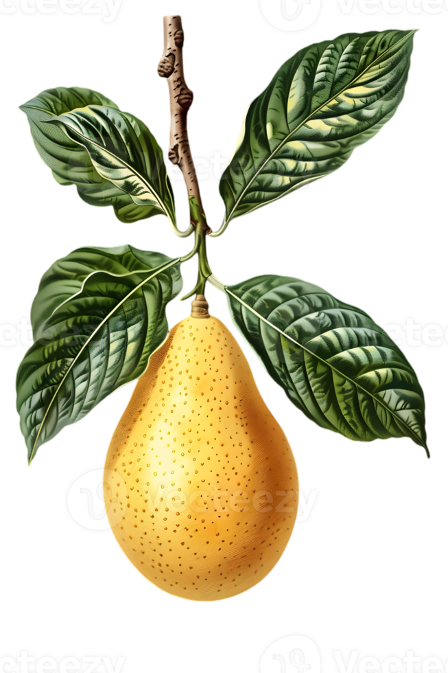 Isolated Yellow Pear with Green Leaves and Brown Branch on a Transparent Background for Botanical Illustration png