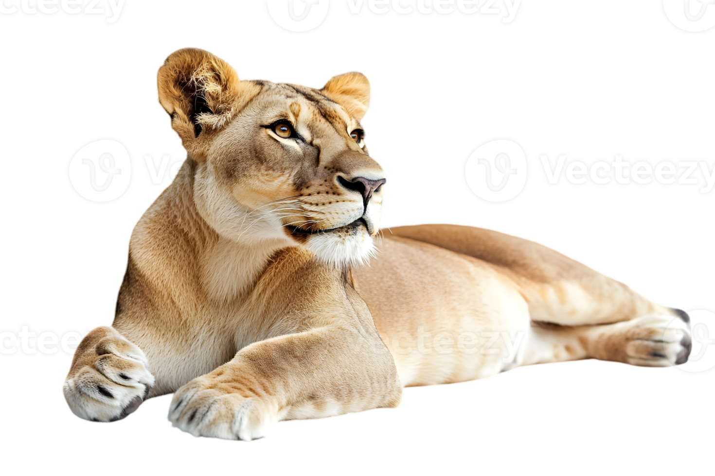 Lioness with Tan Fur Lying Calmly On Transparent Background Wildlife Animal png
