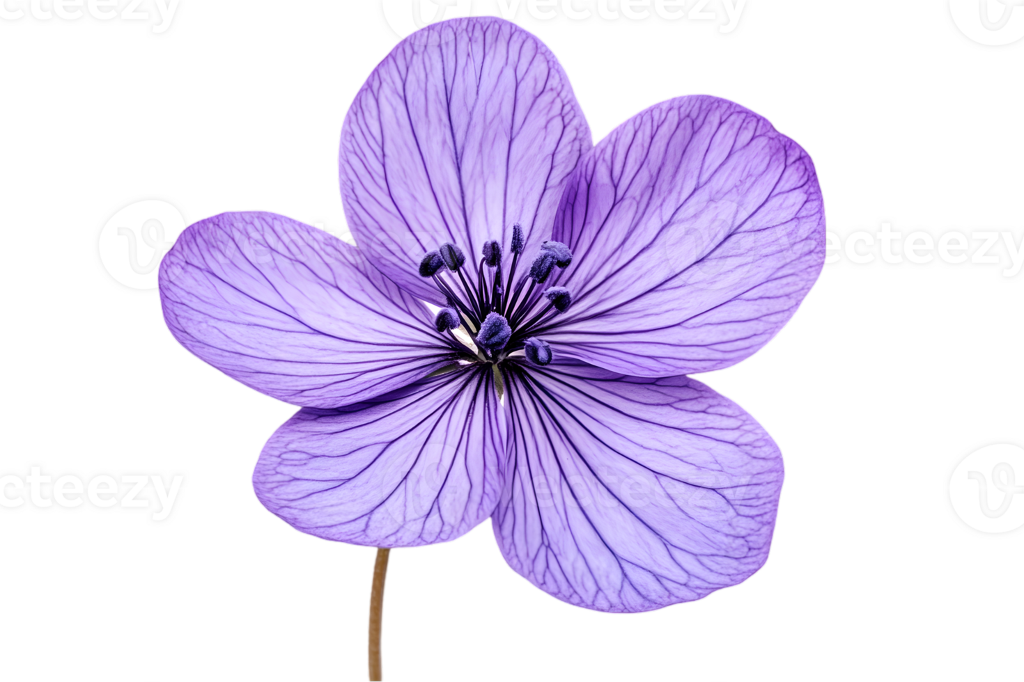 Isolated Single Purple Flower Blossom with Transparent Background in Studio Shot png