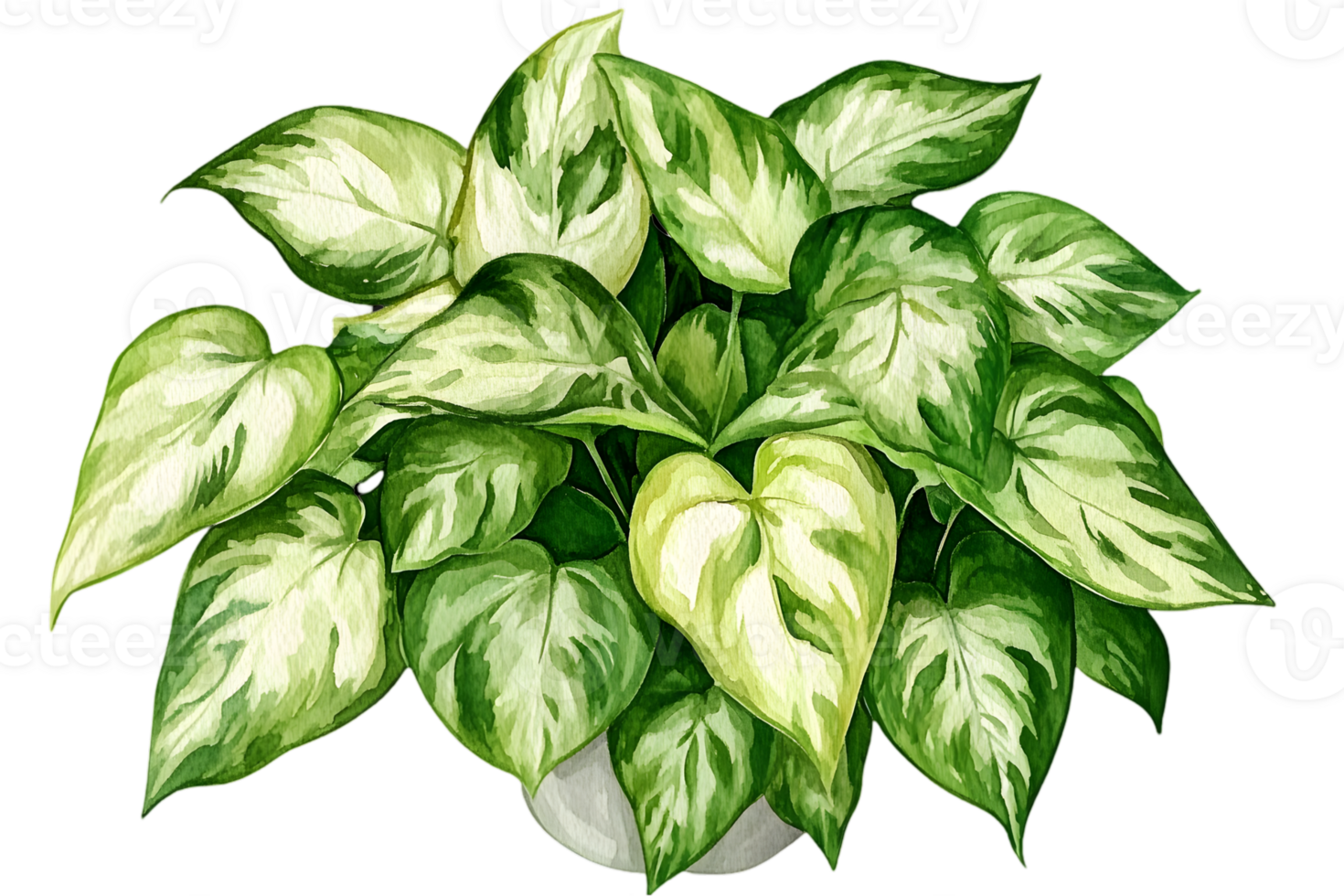 Lush Green Pothos Plant in White Pot with Watercolor Style Leaves on a Transparent Background Perfect for Botanical Illustrations and Decorative Elements png
