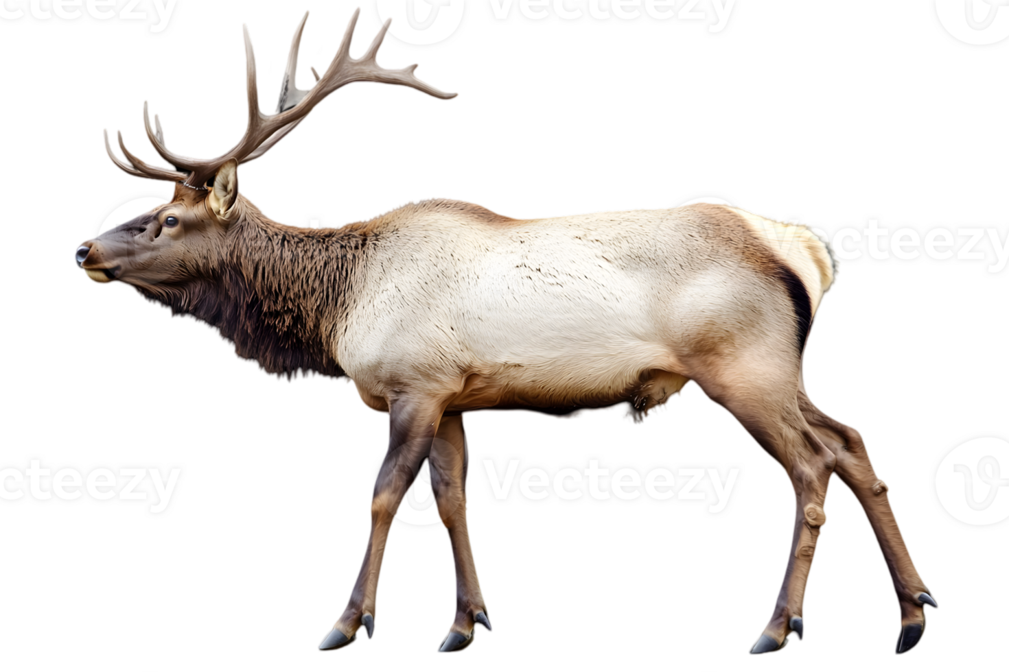 Majestic Elk with Large Antlers Standing Tall on Transparent Background in Outdoor Wildlife Photography png